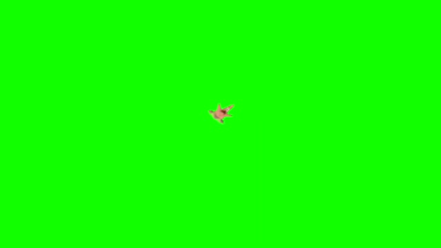 qhUwpo6W SpongeBob Patrick Falling green screen
