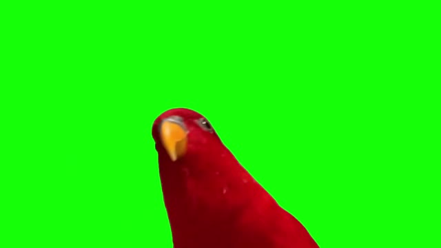 red birb Gumi bye bye green screen