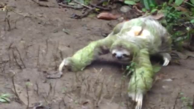 sloth green screen