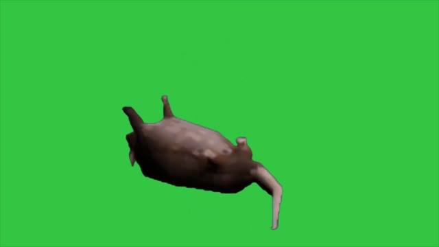 spinning rat green screen