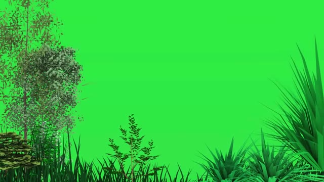 trees blowing in the wind green screen