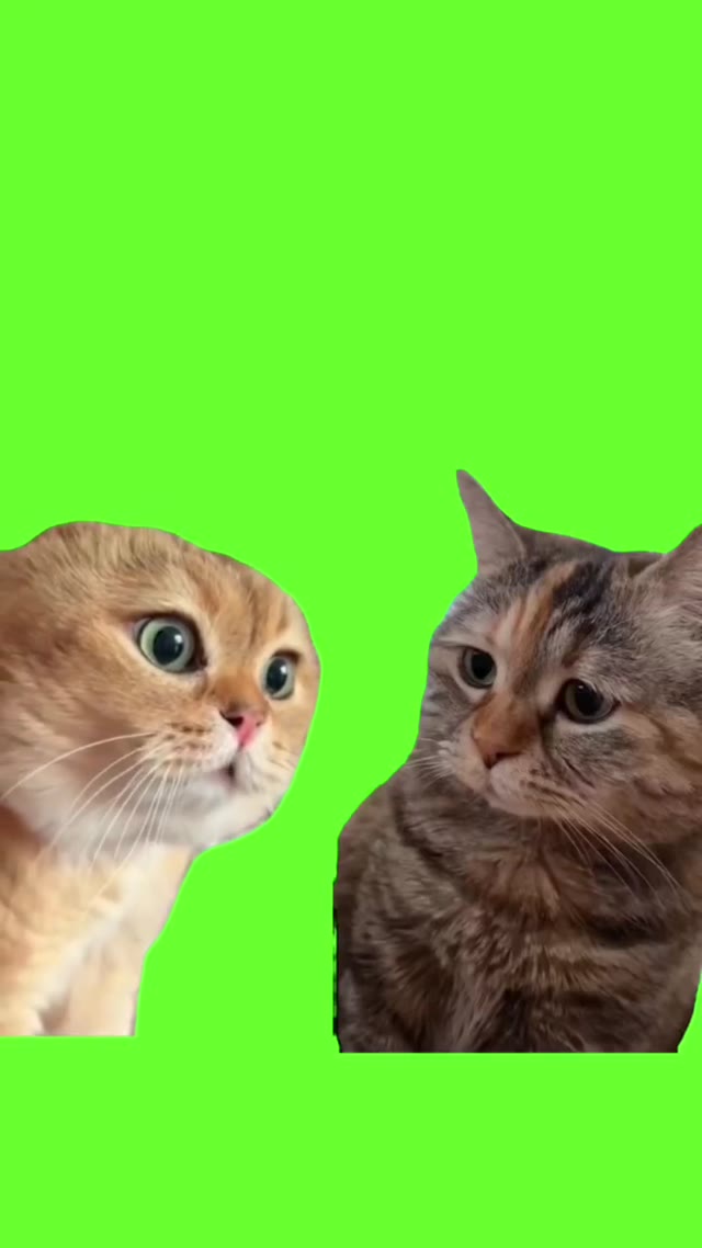 two cats talking green screen